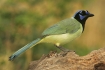 Cyanocorax-yncas;Green-Jay;One;Southwest-USA;Texas;avifauna;bird;birds;color-ima
